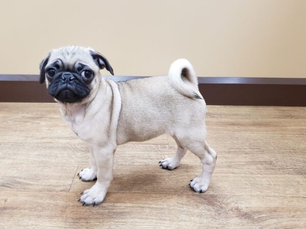 Pug DOG Female Fawn 658 Petland Beavercreek, OH