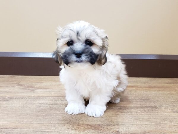 Teddy Bear DOG Male Gold / White 675 Petland Beavercreek, OH