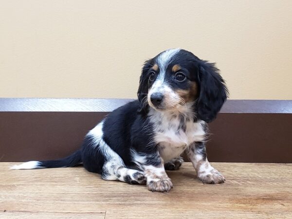 Dachshund DOG Female Black / Tan 674 Petland Beavercreek, OH