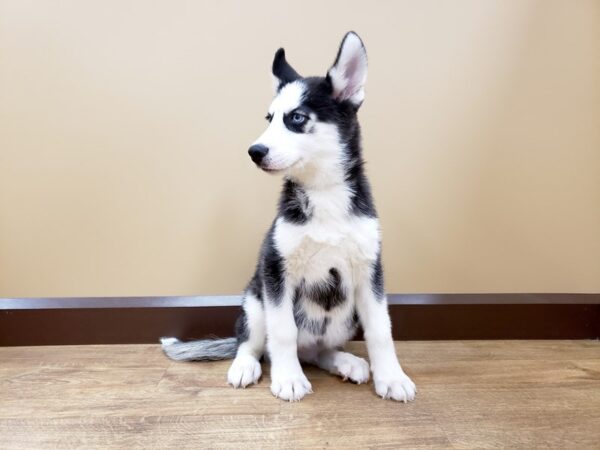 Siberian Husky DOG Male Black / White 673 Petland Beavercreek, OH