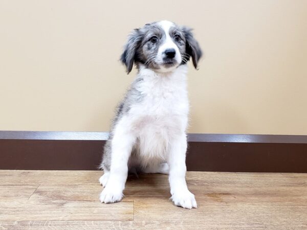 Poodle/Miniature Australian Shepherd DOG Female Blue Merle 670 Petland Beavercreek, OH