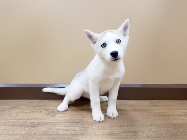 Siberian Husky DOG Female Red / White 666 Petland Beavercreek, OH