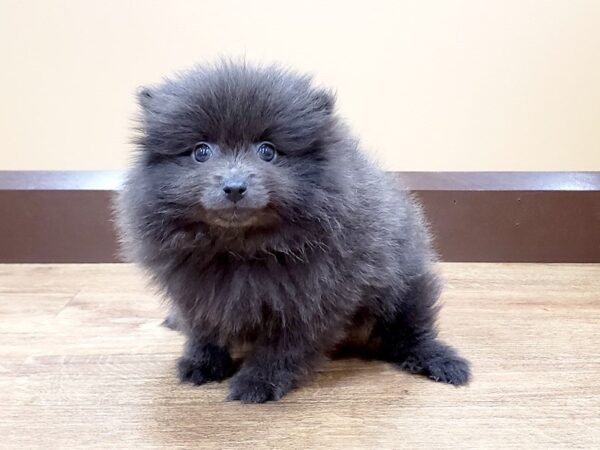 Pomeranian DOG Male Black 682 Petland Beavercreek, OH