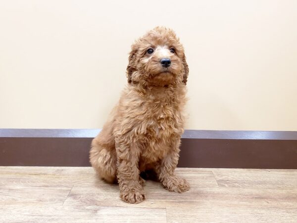 Goldendoodle Mini-DOG-Male-Red-691-Petland Beavercreek, OH