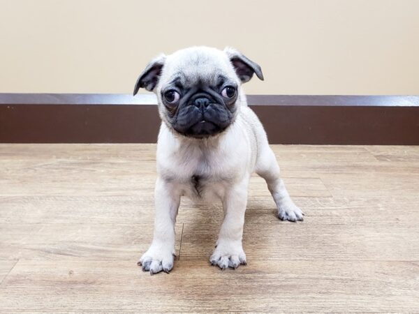 Pug DOG Female Fawn 690 Petland Beavercreek, OH