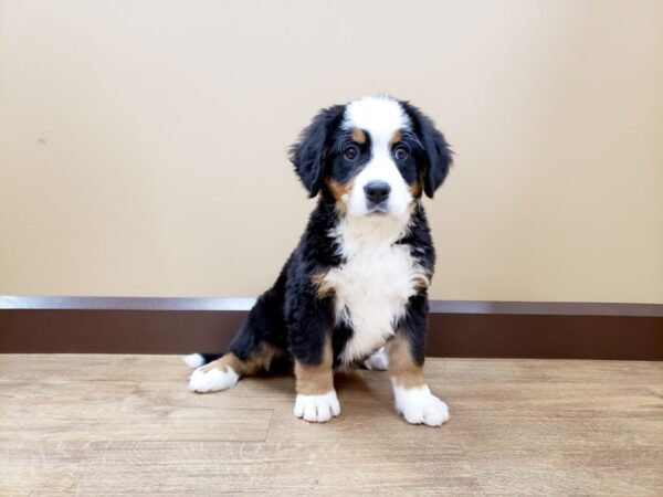 Bernese Mountain Dog DOG Female Tri-Colored 684 Petland Beavercreek, OH