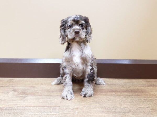 Cocker Spaniel DOG Female Brown / Tan 692 Petland Beavercreek, OH