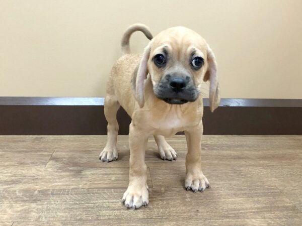 Puggle DOG Male Fawn 698 Petland Beavercreek, OH