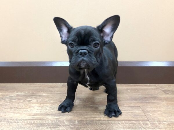 French Bulldog DOG Male Black 696 Petland Beavercreek, OH