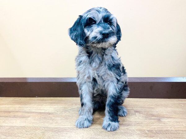 F2 ST Goldendoodle DOG Male Blue Merle 701 Petland Beavercreek, OH