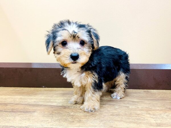 Yorkshire Terrier DOG Male BLK TAN 700 Petland Beavercreek, OH