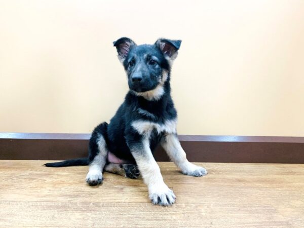 German Shepherd Dog DOG Female Black / Tan 709 Petland Beavercreek, OH