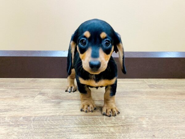 Dachshund DOG Female BLK TAN 712 Petland Beavercreek, OH