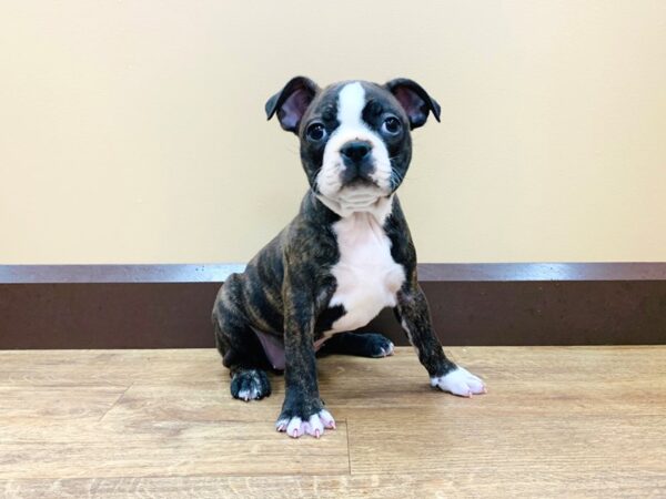 Boston Terrier DOG Female BRINDLE WHITE 713 Petland Beavercreek, OH