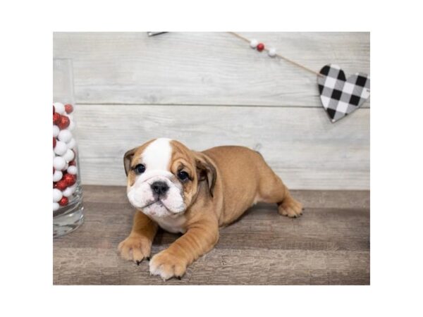 Bulldog DOG Female Red / White 722 Petland Beavercreek, OH