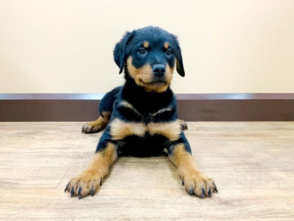 Rottweiler DOG Female Black & Tan 728 Petland Beavercreek, OH