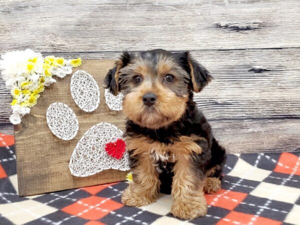 Yorkshire Terrier DOG Male Black / Tan 779 Petland Beavercreek, OH