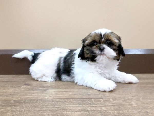 Shih Tzu DOG Male Brown White 732 Petland Beavercreek, OH