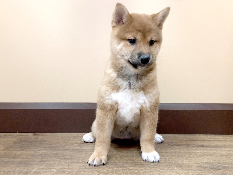 Shiba Inu Puppy Red Sesame ID:740 Located at Petland Beavercreek, OH