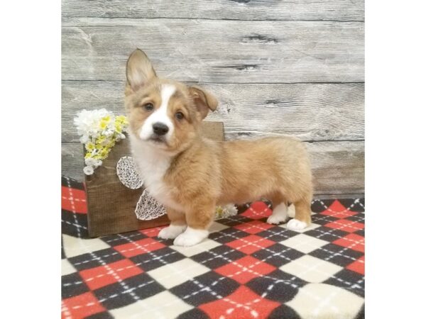 Pembroke Welsh Corgi DOG Male Sable / White 778 Petland Beavercreek, OH