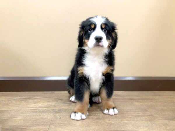 Bernese Mountain Dog DOG Male Black Rust / White 744 Petland Beavercreek, OH