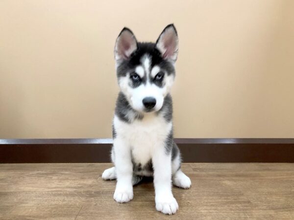 Siberian Husky DOG Female Black & White 743 Petland Beavercreek, OH