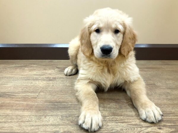 Golden Retriever DOG Male Golden 755 Petland Beavercreek, OH