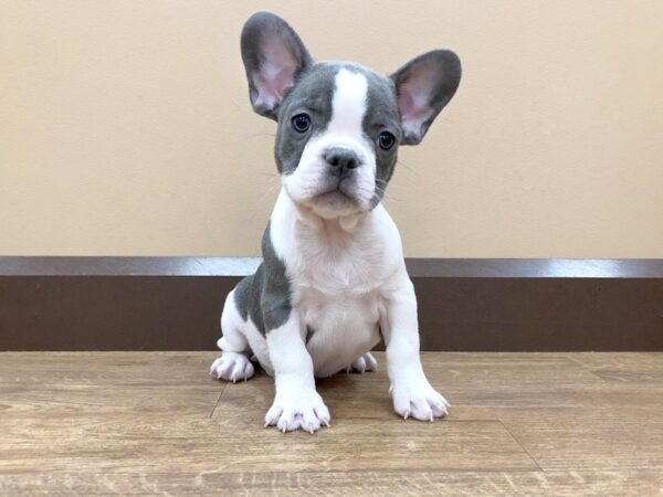 French Bulldog DOG Male Blue 758 Petland Beavercreek, OH