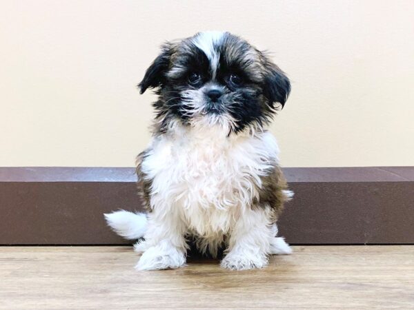 Shih Tzu DOG Male brown white 762 Petland Beavercreek, OH