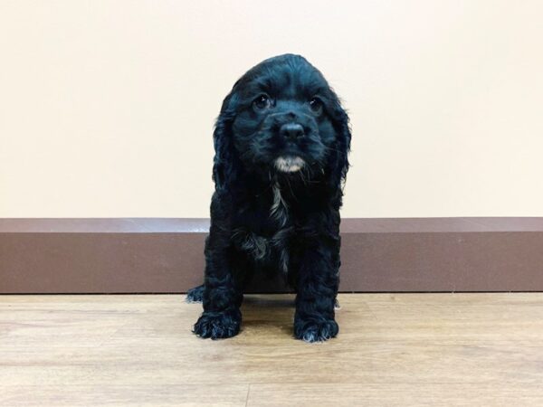 Cocker Spaniel DOG Female BLK 764 Petland Beavercreek, OH