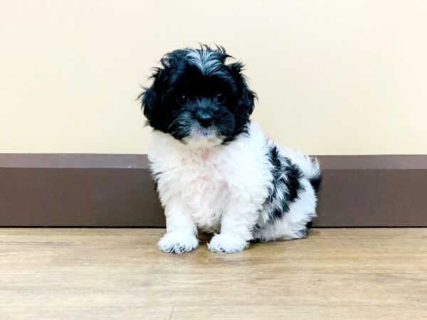 Shih Pom-DOG-Male-BLK WHITE-765-Petland Beavercreek, OH