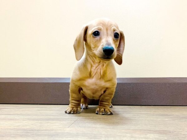 Dachshund DOG Male RED 766 Petland Beavercreek, OH