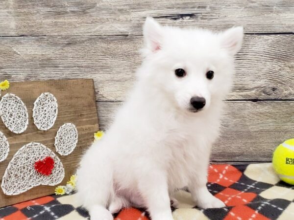 American Eskimo Dog-DOG-Male-White-777-Petland Beavercreek, OH