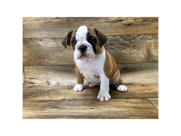 Bulldog DOG Female Red / White 775 Petland Beavercreek, OH