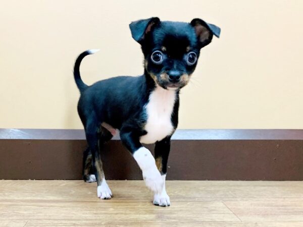 Chihuahua DOG Male BLK TAN 783 Petland Beavercreek, OH