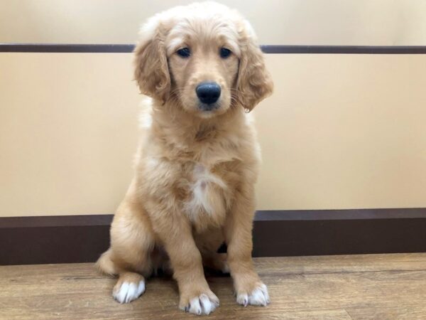 Golden Retriever/Goldendoodle DOG Male Golden 791 Petland Beavercreek, OH