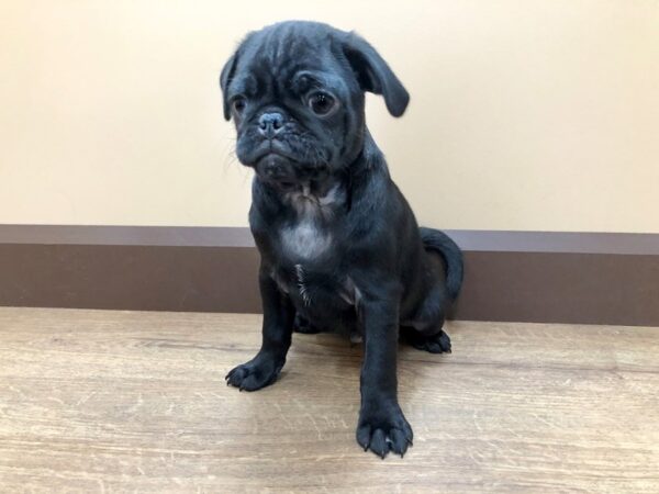 Pug DOG Male 804 Petland Beavercreek, OH