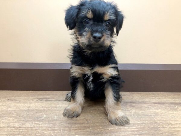 Yorkshire Terrier DOG Male BLACK TAN 798 Petland Beavercreek, OH