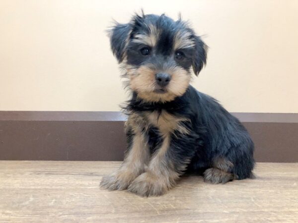 Yorkshire Terrier DOG Male BLACK TAN 797 Petland Beavercreek, OH