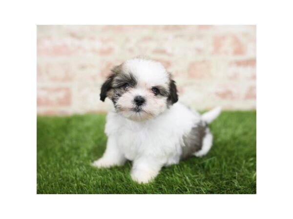 Shorkie-DOG-Female-Golden-824-Petland Beavercreek, OH