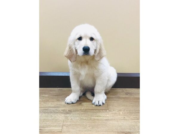 Golden Retriever DOG Male Golden 835 Petland Beavercreek, OH