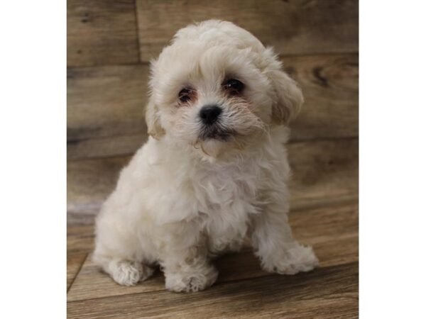 Teddy Bear DOG Male Cream 845 Petland Beavercreek, OH