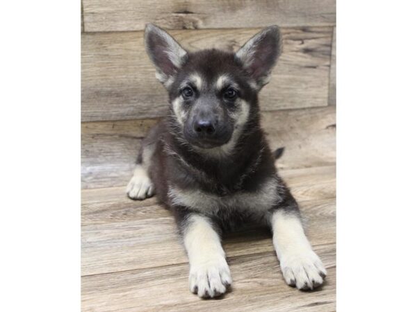 German Shepherd Dog DOG Female Black / Tan 846 Petland Beavercreek, OH