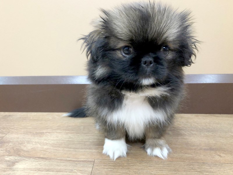 Pekingese Puppy ID:843 Located at Petland Beavercreek, OH