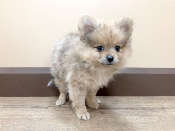 Pomeranian DOG Male Brown 848 Petland Beavercreek, OH