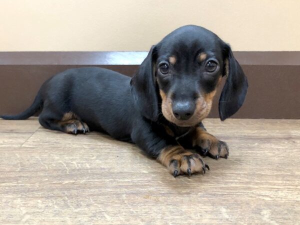 Dachshund DOG Male Blk & Tan 851 Petland Beavercreek, OH