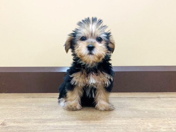 Yorkshire Terrier DOG Female Black / Tan 867 Petland Beavercreek, OH