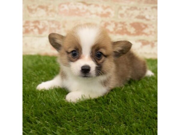 Pembroke Welsh Corgi DOG Female Sable / White 883 Petland Beavercreek, OH