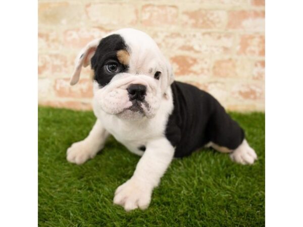 Bulldog DOG Female Black 885 Petland Beavercreek, OH