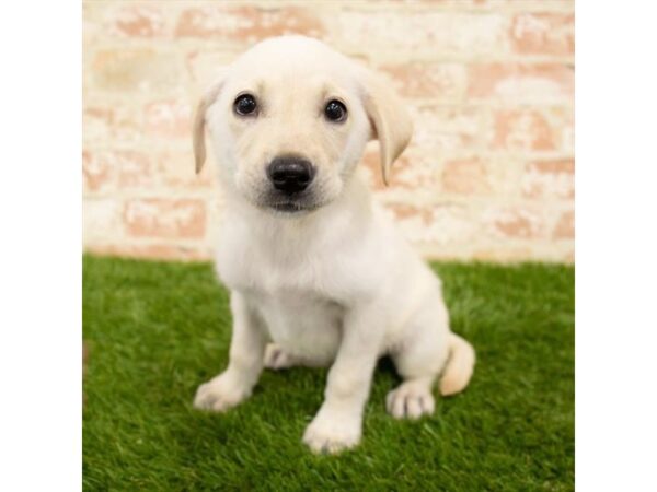 Labrador Retriever DOG Female Yellow 887 Petland Beavercreek, OH